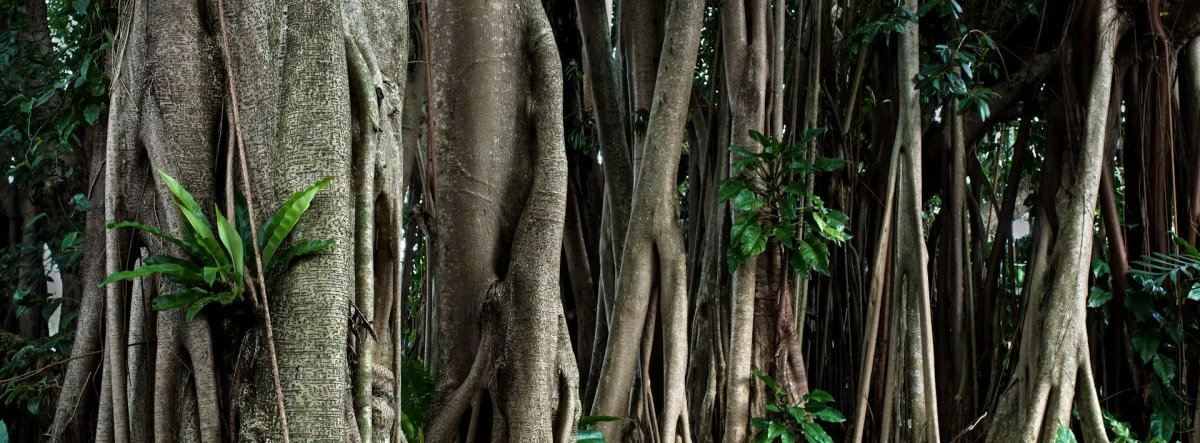 Rubber trees in a forest
